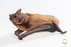 Abendsegler (Nyctalus noctula)
