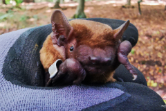 Abendsegler (Nyctalus noctula)