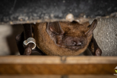 Abendsegler (Nyctalus noctula)
