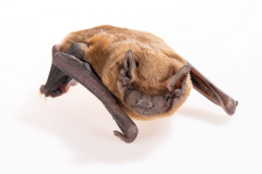 Abendsegler (Nyctalus noctula)