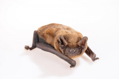 Abendsegler (Nyctalus noctula)