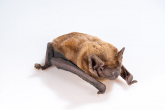 Abendsegler (Nyctalus noctula)