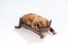 Abendsegler (Nyctalus noctula)