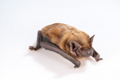 Abendsegler (Nyctalus noctula)