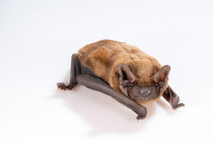Abendsegler (Nyctalus noctula)