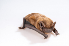 Abendsegler (Nyctalus noctula)