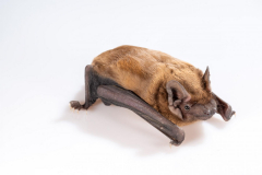 Abendsegler (Nyctalus noctula)