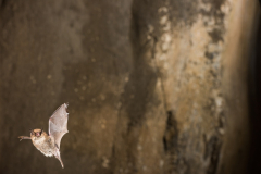 Bartfledermaus (Myotis mystacinus)
