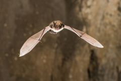 Bartfledermaus (Myotis mystacinus)