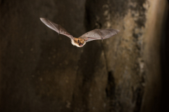 Bartfledermaus (Myotis mystacinus)