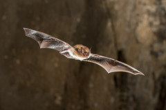 Bartfledermaus (Myotis mystacinus)