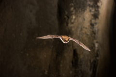 Bartfledermaus (Myotis mystacinus)