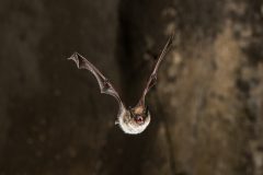 Bartfledermaus (Myotis mystacinus)