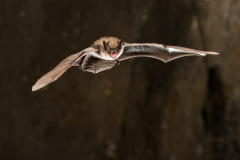 Bartfledermaus (Myotis mystacinus)