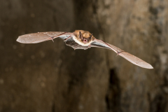 Bartfledermaus (Myotis mystacinus)