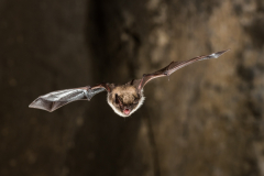 Bartfledermaus (Myotis mystacinus)