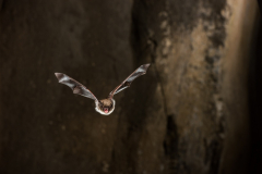Bartfledermaus (Myotis mystacinus)