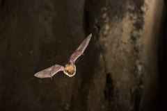 Bartfledermaus (Myotis mystacinus)