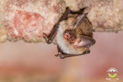 20130126_Bechsteinfledermaus_Myotis-bechsteinii_Christian-Giese_DSC6351