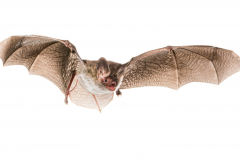 Bechsteinfledermaus (Myotis bechsteinii)