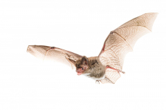 Bechsteinfledermaus (Myotis bechsteinii)