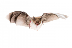 Bechsteinfledermaus (Myotis bechsteinii)
