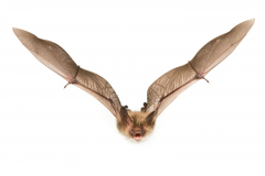 Bechsteinfledermaus (Myotis bechsteinii)