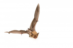 Bechsteinfledermaus (Myotis bechsteinii)