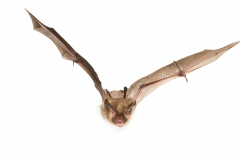 Bechsteinfledermaus (Myotis bechsteinii)