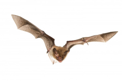 Bechsteinfledermaus (Myotis bechsteinii)