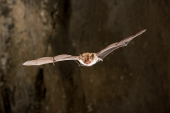 Bechsteinfledermaus (Myotis bechsteinii)