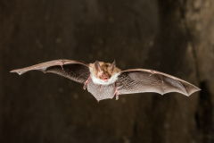 Bechsteinfledermaus (Myotis bechsteinii)