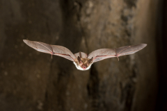 Bechsteinfledermaus (Myotis bechsteinii)