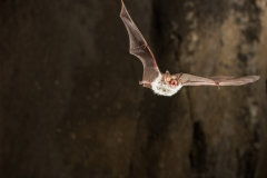 Bechsteinfledermaus (Myotis bechsteinii)
