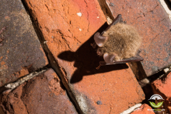 20180128_Bechsteinfledermaus_Myotis-bechsteinii_Christian-Giese_DSC1611