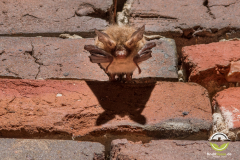 20180128_Bechsteinfledermaus_Myotis-bechsteinii_Christian-Giese_DSC1612