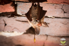 20180128_Bechsteinfledermaus_Myotis-bechsteinii_Christian-Giese_DSC1613