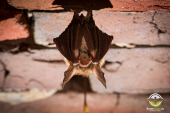 20180128_Bechsteinfledermaus_Myotis-bechsteinii_Christian-Giese_DSC1615