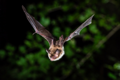 Bechsteinfledermaus (Myotis bechsteinii)