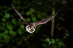 Bechsteinfledermaus (Myotis bechsteinii)