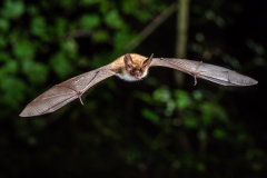 Bechsteinfledermaus (Myotis bechsteinii)