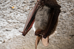 20220304_Bechsteinfledermaus_Myotis-bechsteinii_Christian-Giese_DSC0444