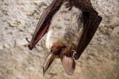 20220304_Bechsteinfledermaus_Myotis-bechsteinii_Christian-Giese_DSC0448