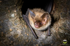 Bechsteinfledermaus (Myotis bechsteinii)