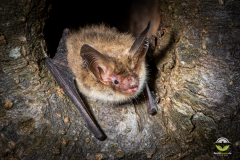 Bechsteinfledermaus (Myotis bechsteinii)