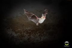 Bechsteinfledermaus (Myotis bechsteinii)