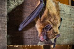 Breitflügelfledermaus (Eptesicus serotinus)