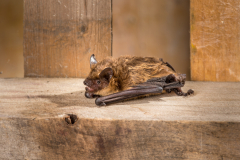 Breitflügelfledermaus (Eptesicus serotinus)