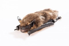 Breitflügelfledermaus (Eptesicus serotinus)