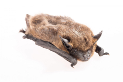 Breitflügelfledermaus (Eptesicus serotinus)